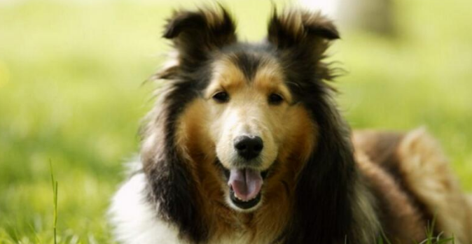 喜乐蒂牧羊犬的起源和历史