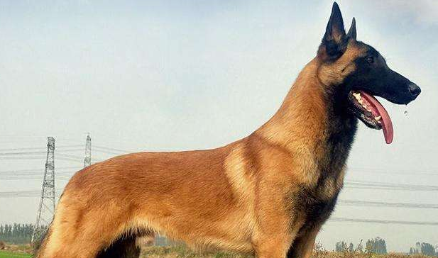 欧亚大陆犬训练技巧有哪些