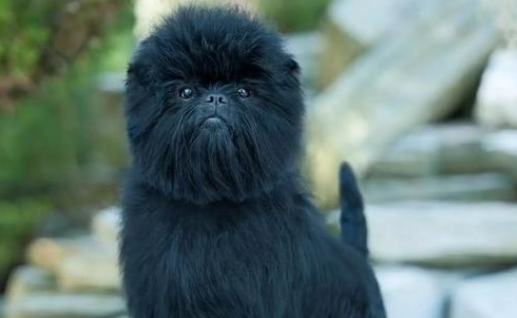 猴面犬需要训练什么