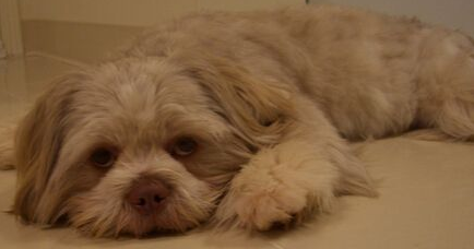 拉萨犬的饲养要点有哪些 拉萨犬的饲养要点有哪些