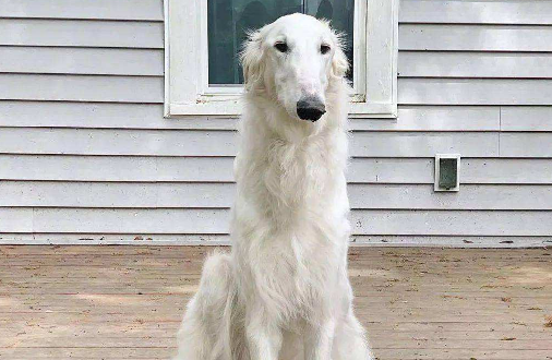 马扎尔犬的用途是什么