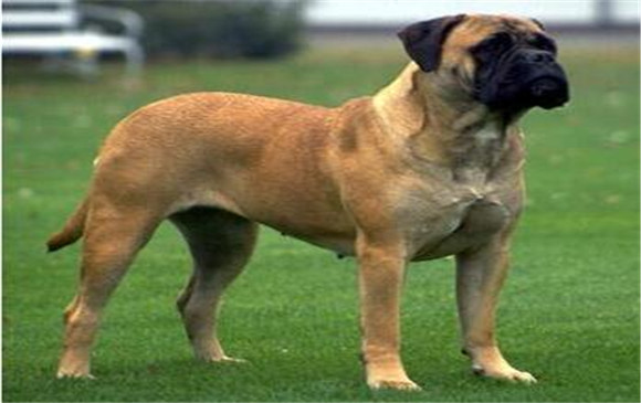 马士提夫犬一天吃几顿 马士提夫犬一天吃几顿