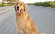 霍夫瓦尔特犬聪明吗