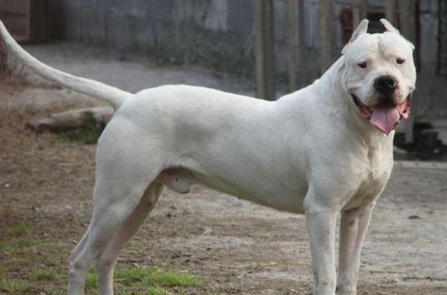 阿根廷杜高犬一般多少钱