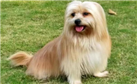 购买拉萨犬注意些什么
