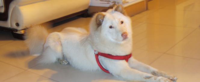 格陵兰犬的体重大约是多少