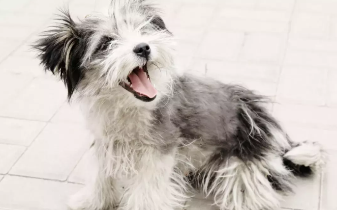 罗秦犬不能吃什么