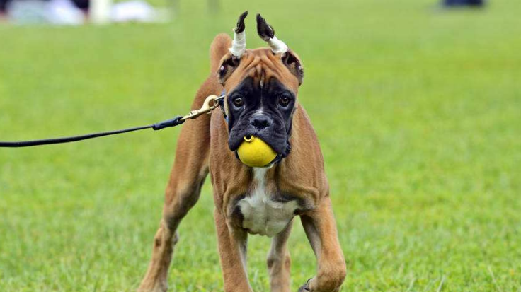 德国拳师犬多大产仔 德国拳师犬多大产仔