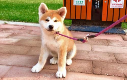 秋田犬的毛色有几种