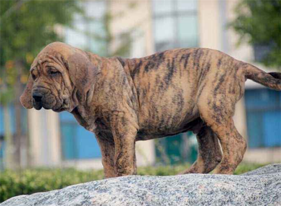 巴西菲勒犬是哪国的 巴西菲勒犬是哪国的