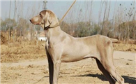 魏玛犬的用途是什么