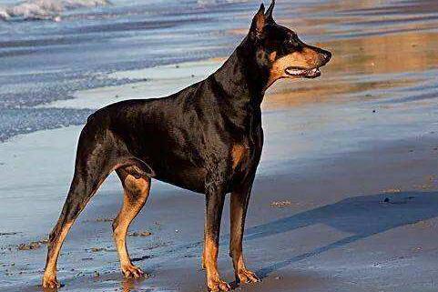 多伯曼犬的体高是多少