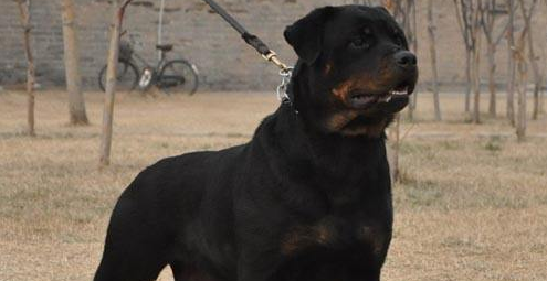 罗威纳犬的性格外貌特征 罗威纳犬的性格外貌特征