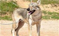 养捷克狼犬要注意什么