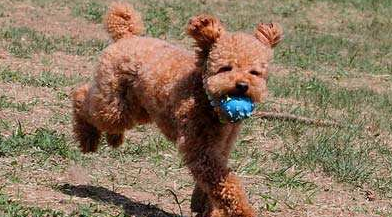 泰迪犬怎么训练才听话 泰迪犬怎么训练才听话