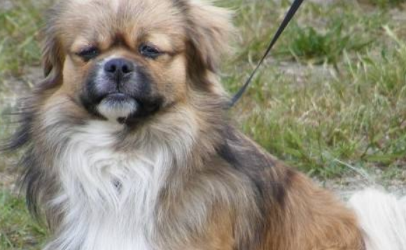西藏猎犬的原产地在哪里 西藏猎犬的原产地在哪里