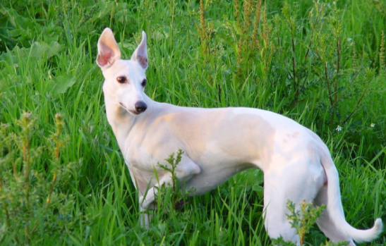 惠比特犬起源于英格兰东北部地区,是一种运动型猎犬,起初是被培育用来