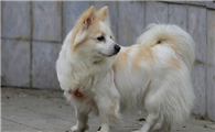 德国狐狸犬是哪国的
