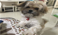 棉花面纱犬的体高是多少