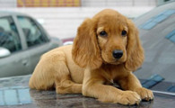 英国可卡犬聪明吗