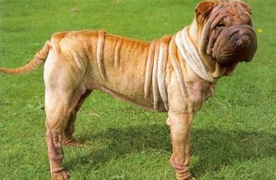 中国沙皮犬聪明吗