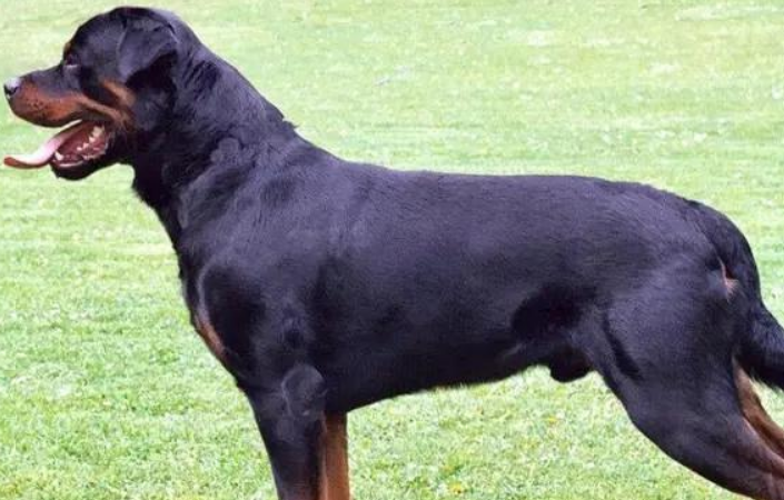 罗威纳犬吃多了拉稀怎么办 罗威纳犬吃多了拉稀怎么办