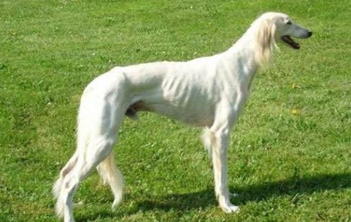 萨路基猎犬的起源和历史
