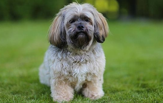 拉萨犬的毛色有几种