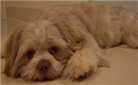 拉萨犬的饲养要点有哪些