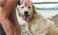 购买法兰德斯畜牧犬注意些什么