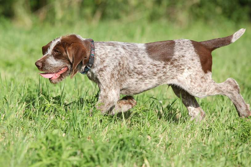 史毕诺犬的毛色有几种