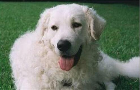 怎么判断库瓦斯犬得了什么病