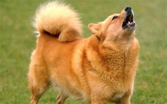 芬兰猎犬的饲养要点有哪些