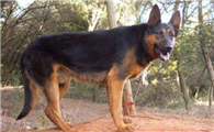 中国昆明犬训练有技巧吗