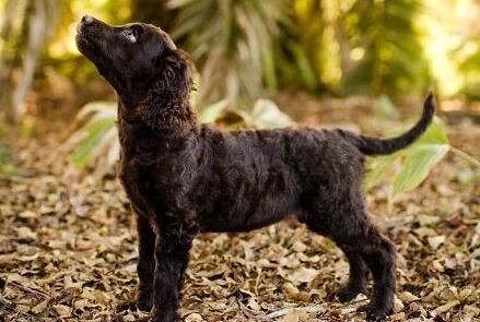 爱尔兰水猎犬一天吃几顿