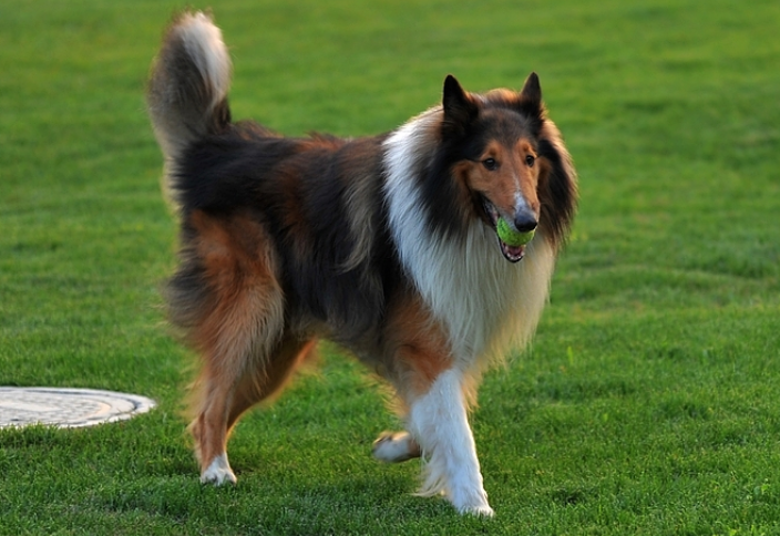 苏格兰牧羊犬的体重大约是多少 苏格兰牧羊犬的体重大约是多少