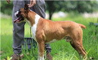 拳师犬如何训练