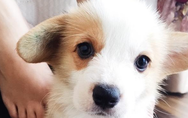 柯基犬种犬类公母标准