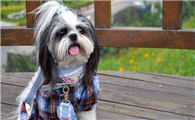西施犬的起源和历史