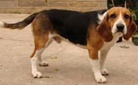 英国猎狐犬有攻击性吗