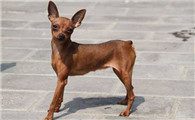 小鹿犬吐了需要怎么办