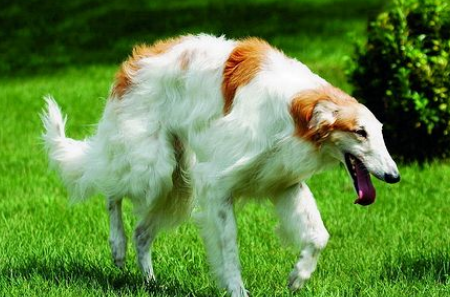 苏俄猎狼犬聪明吗 苏俄猎狼犬聪明吗