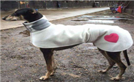 格雷伊猎犬有攻击性吗