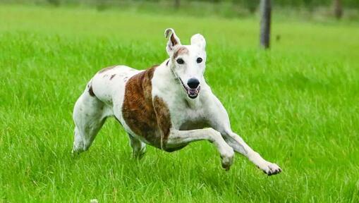 灵缇犬多大产仔 灵缇犬多大产仔