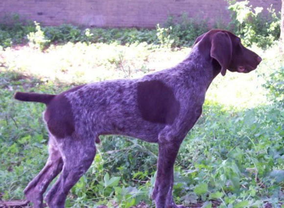 法国指示猎犬挑选时需要关注些什么?这篇指南告诉你 法国指示猎犬挑选时需要关注些什么?这篇指南告诉你