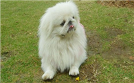 北京犬的起源和历史