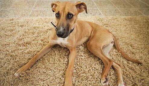 罗得西亚脊背犬的原产地在哪里 罗得西亚脊背犬的原产地在哪里