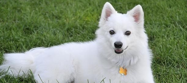 美国爱斯基摩犬的原产地在哪里 美国爱斯基摩犬的原产地在哪里