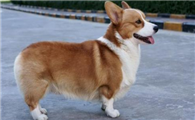 威尔斯柯基犬的性格外貌特征