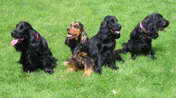 英国可卡犬的性格外貌特征